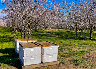 Commercial bee hives on a pallet near a flowering almond grove