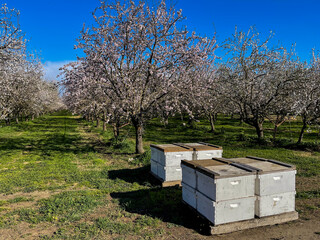 Honeybee hives on a pallet at the edge of an almond orchard