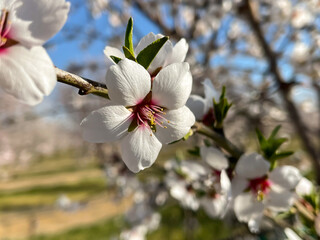 Almond tree flowers closeup with bokeh