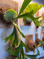 Wall of staghorn ferns mounted on wooden planks