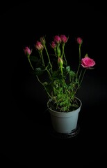 flower in a pot