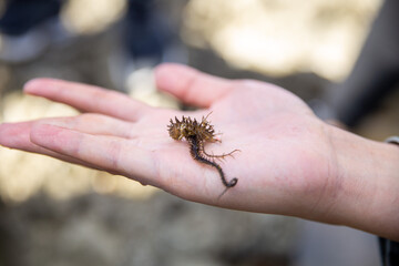 Obraz premium a hand showing a Brittle star, tourist activity 