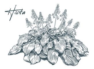 Sketch art garden plant Hosta vector 10