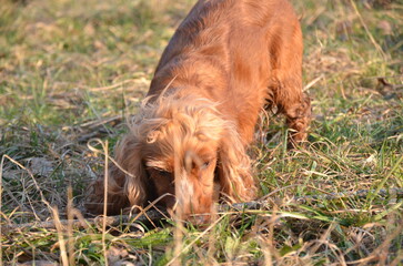 Cocker Spaniel