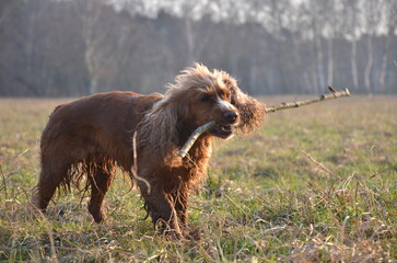 Cocker Spaniel
