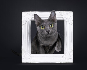 Cute little Korat cat kitten, sitting throight white picture frame with one paw up. Looking to camera with big eyes. Isolated on a black background.