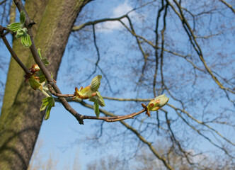 spring buds on a tree