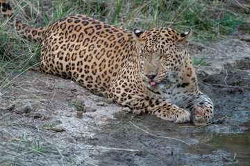 Indian leopard at a watering hole at Jhalana Reserve in Rajasthan India