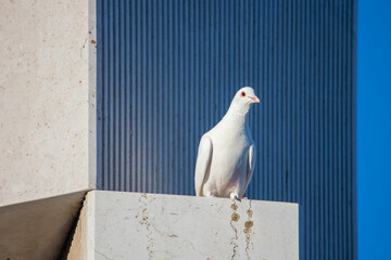 White dove standing