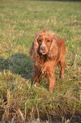 Cocker Spaniel