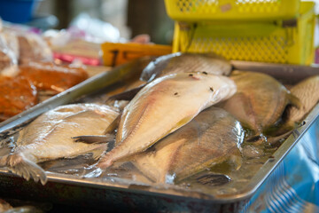 Fisch Frischmarkt Markt Thailand