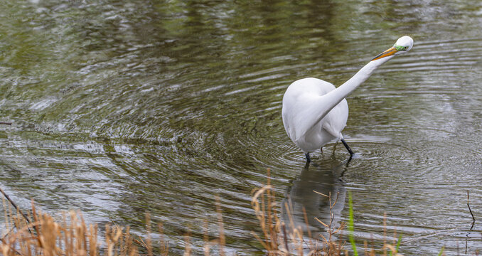 Great egret, or white heron, fishing in a lake.