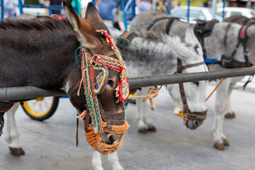 Row of donkey taxis