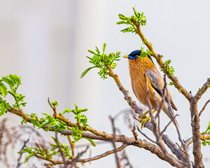 A Brahminy Starling