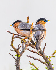 A Brahminy Starling