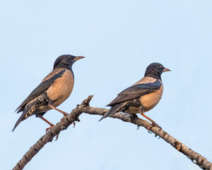 rosy starling