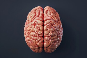 3d human brain in top view on dark background anatomically accurate scientific illustration