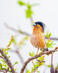 A Brahminy Starling
