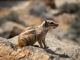 Cute ground squirrel sitting on a rock