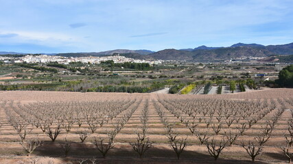 growing of fruit trees near town Segorbe in Spain