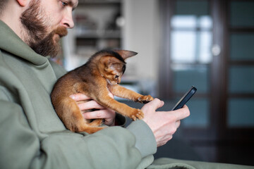 Lifestyle photo of little abyssinian ruddy kitten playing with mans hands holding smartphone. Man working at home with two month old kitten. Positive emotions, anti stress concept. Selective focus.