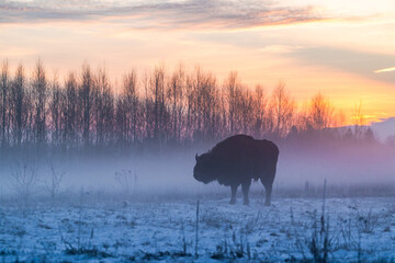 Silhouette of European bison (Bison bonasus) in the fog, in winter Bialowieza forest at dawn, Poland