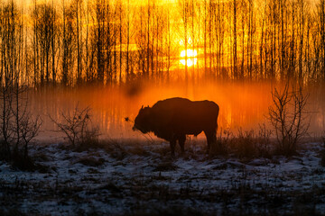 Silhouette of European bison (Bison bonasus) against rising sun in foggy, winter Bialowieza forest, Poland