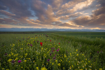 Poppy fields in Azerbaijan. Beautiful landscape with mountain peaks in Azerbaijan. Fields with beautiful flowers in the Ismayilli region of Azerbaijan