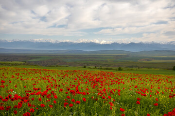 Poppy fields in Azerbaijan. Beautiful landscape with mountain peaks in Azerbaijan. Fields with beautiful flowers in the Ismayilli region of Azerbaijan