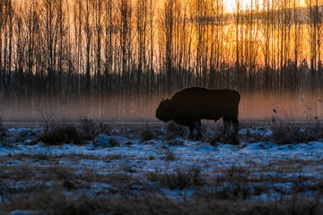 Silhouette of European bison (Bison bonasus) against rising sun in winter Bialowieza forest, Poland