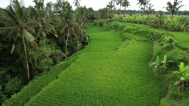 Small ravine partially converted to cultivated area, rice fields at land depression. Aerial shot of central Bali countryside, all suitable land is used for wet rice growing, this cereal is staple food