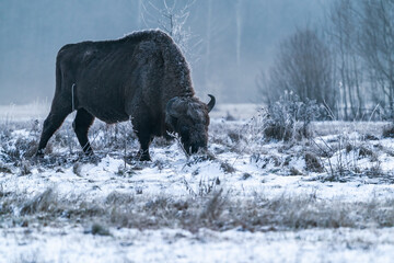 European bison (Bison bonasus) in foggy winter Bialowieza forest at dawn, Poland