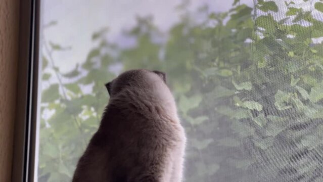 Gato na janela