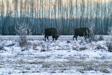 European bison (Bison bonasus) in winter Bialowieza forest at dawn, Poland