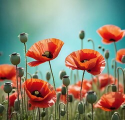 Fototapeta premium poppy flowers in field