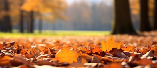 Autumn leaves in a park with trees in the background