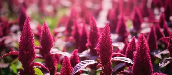 Field of crimson blooms with lush foliage