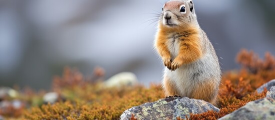 Small squirrel stands upright on rock