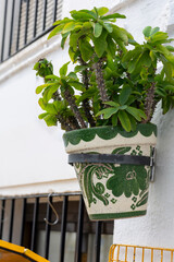 Typical potted plants on Mijas village