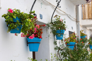 Fototapeta na wymiar Typical potted plants on Mijas village