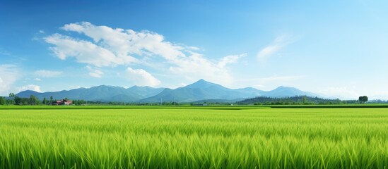 Fototapeta na wymiar Green grass field with distant mountains