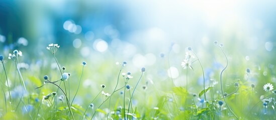Fototapeta na wymiar Field flowers under blue sky