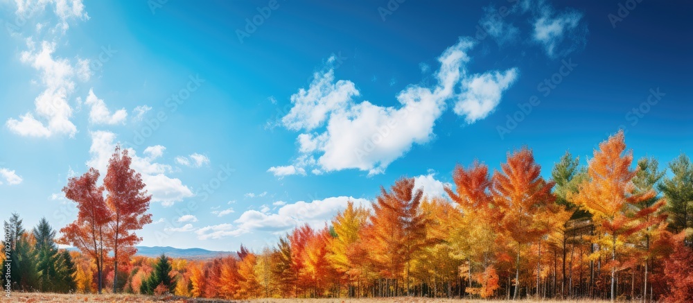 Wall mural Colorful autumn trees line a road under a blue sky