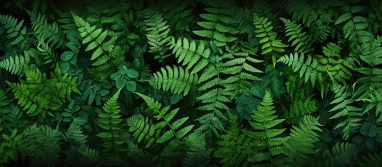 Close up of lush foliage on a vibrant green plant - obrazy, fototapety, plakaty