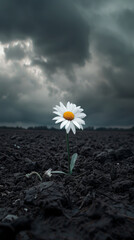 Single daisy blooming on dark soil against cloudy sky