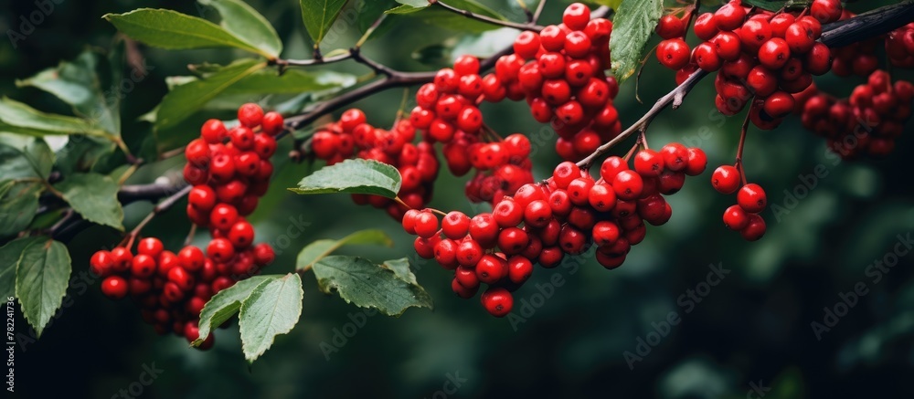 Poster Berries clustered on tree close-up