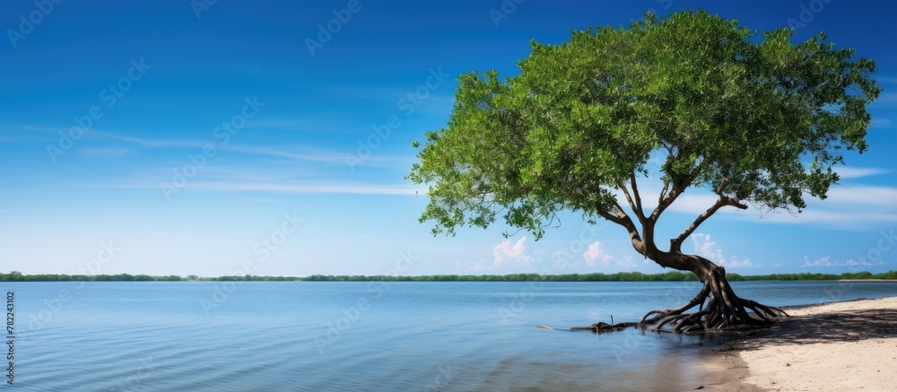 Poster Mangrove tree by Tampa beach