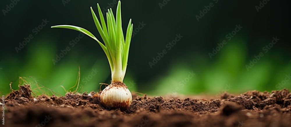 Poster organically grown green onion in rich soil with bits of eggshells