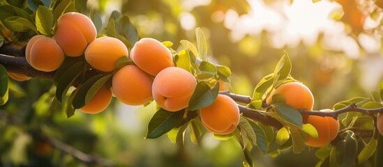 Ripe peaches clustered on tree