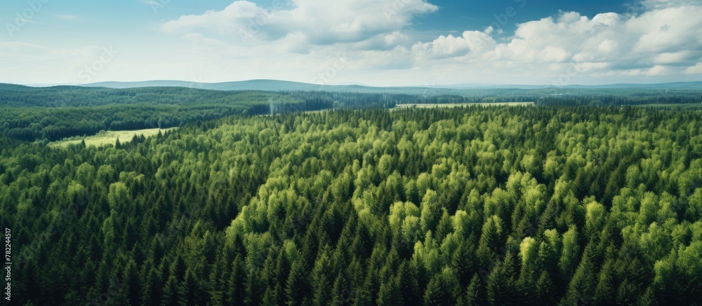Poster aerial view of siberian forest in summer